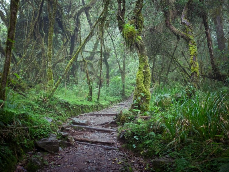 Climb-Mount-Kilimanjaro-8