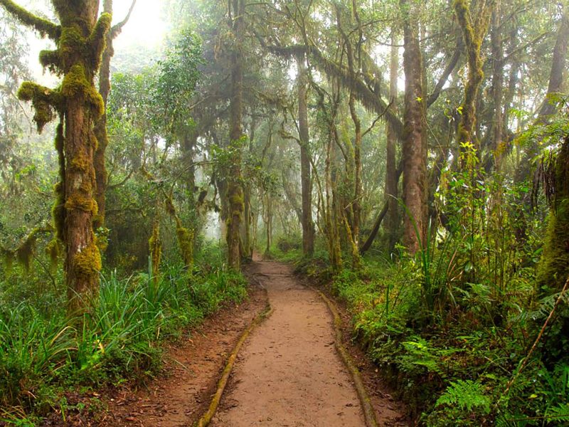 Climb-Mount-Kilimanjaro-9