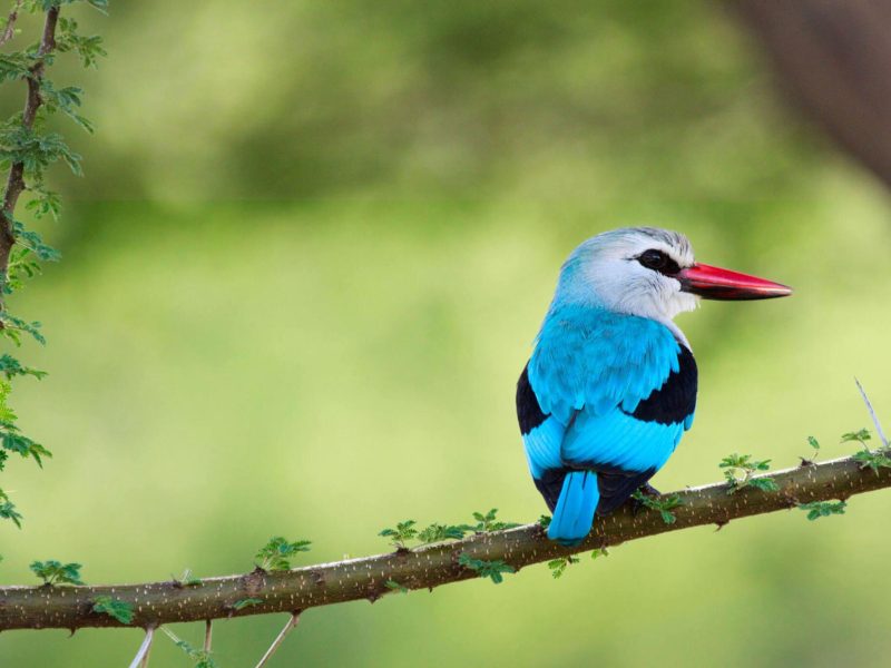 Lake-Manyara-National-Park-Tanzania-Safari-1