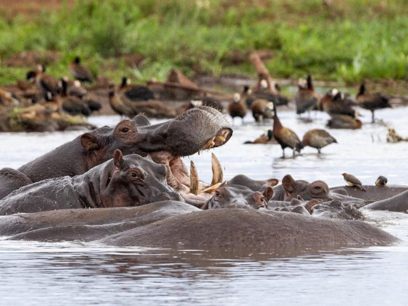 Lake-Manyara-National-Park-Tanzania-Safari-4