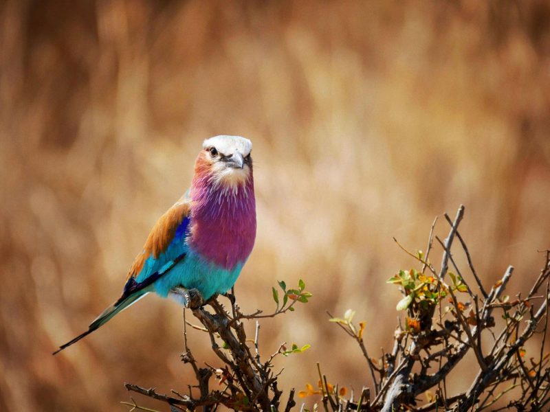 Mikumi-national-park-Tanzania-Safari-3