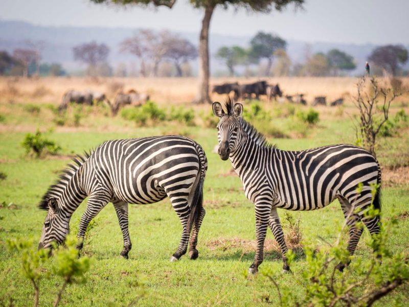 Mikumi-national-park-Tanzania-Safari-6