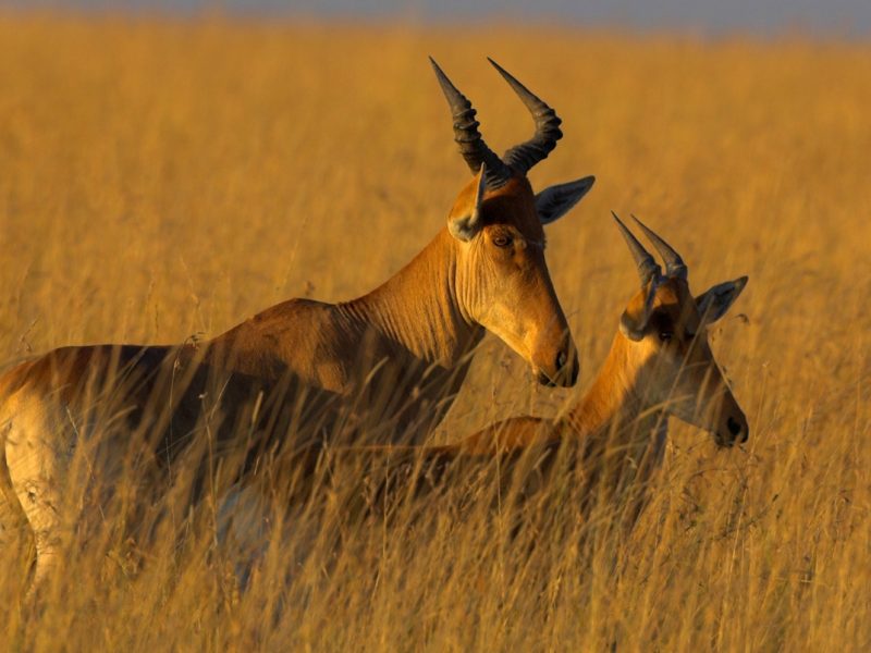 Mkomazi-National-Park-Tanzania-Safari 1 (1)