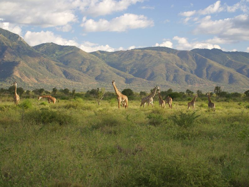 Mkomazi-National-Park-Tanzania-Safari 1 (3)