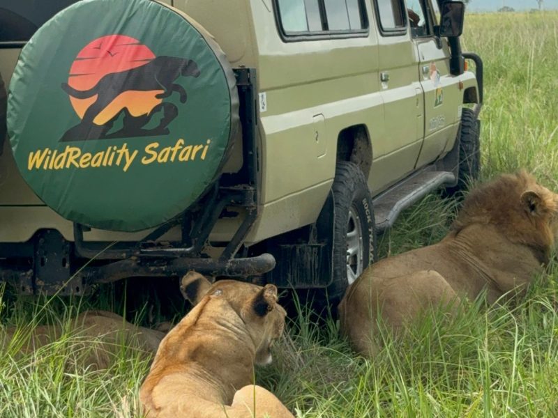 Mkomazi-National-Park-Tanzania-Safari 1