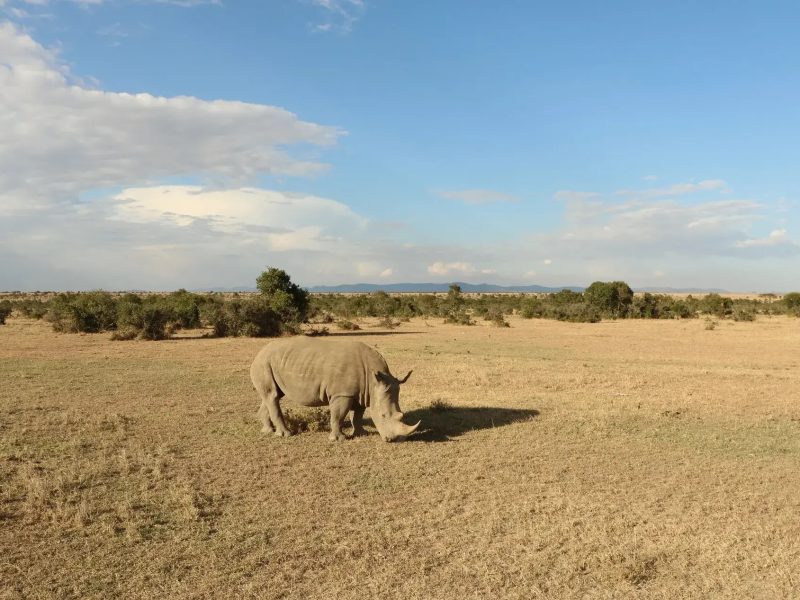 Mkomazi-National-Park-Tanzania-Safari 2