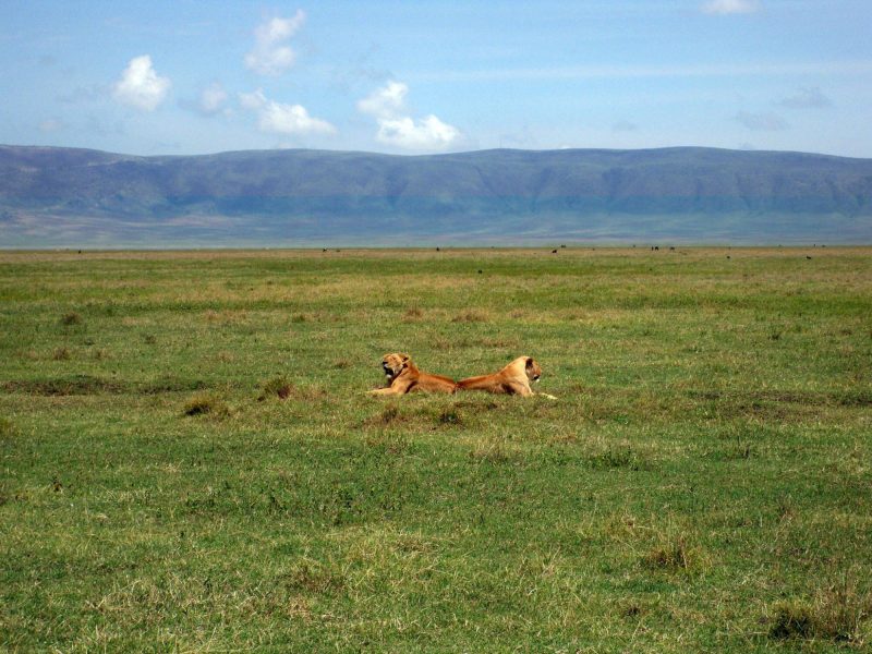 Mkomazi-National-Park-Tanzania-Safari