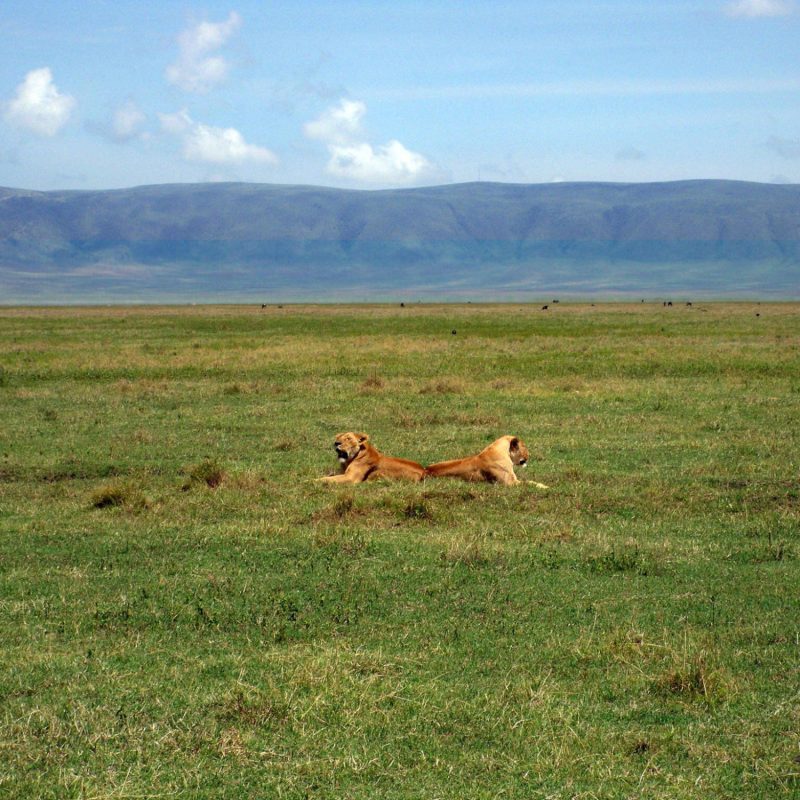 Mkomazi-National-Park-Tanzania-Safari