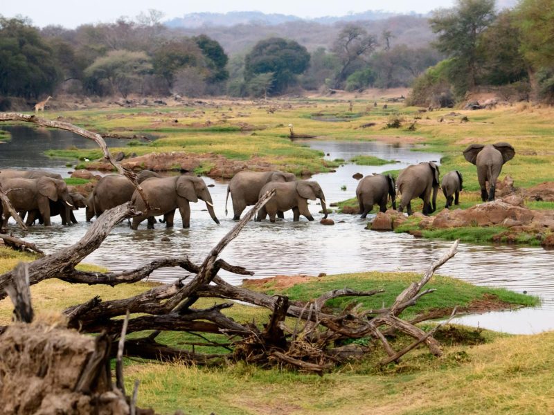 Ruaha-National-Park-Tanzania-Safari-2