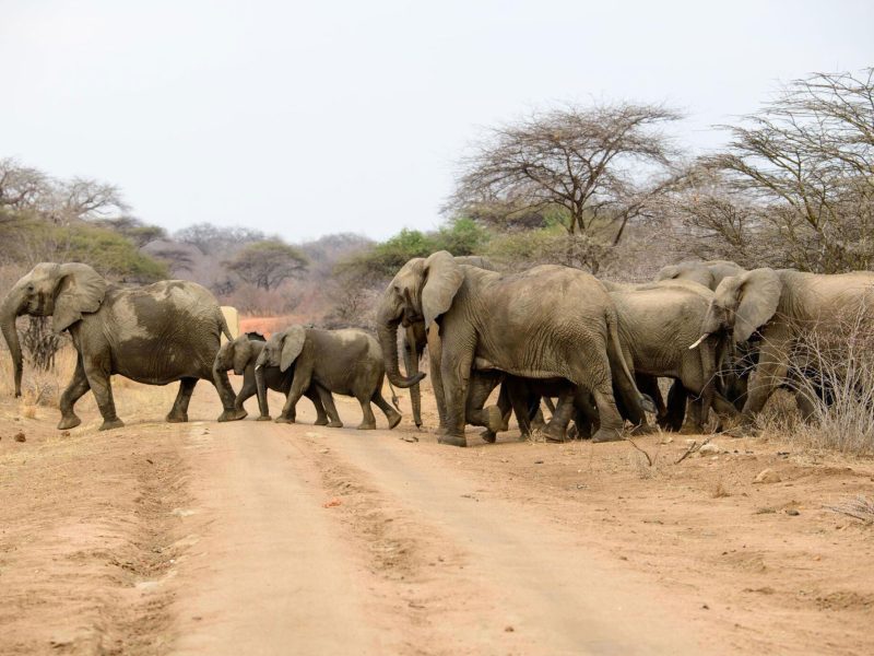 Ruaha-National-Park-Tanzania-Safari-3