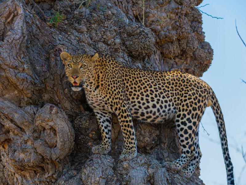 Ruaha-National-Park-Tanzania-Safari-4