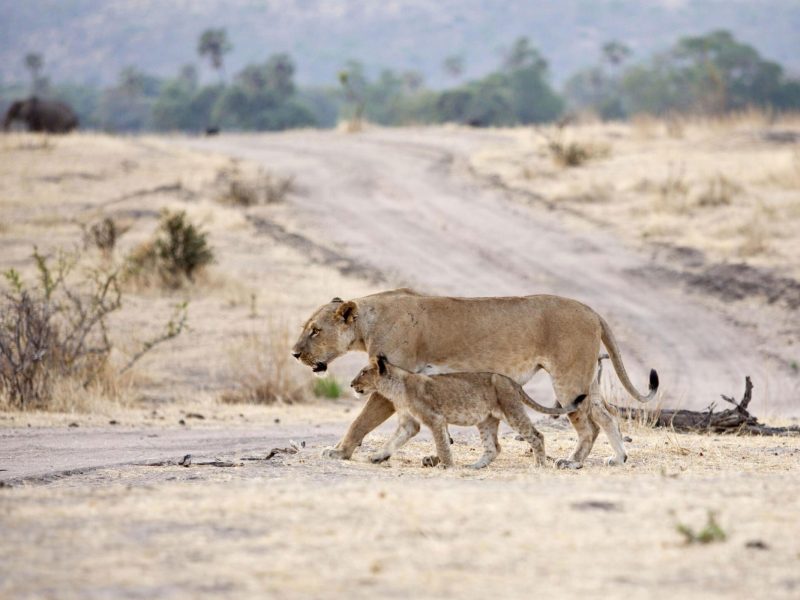 Ruaha-National-Park-Tanzania-Safari-6