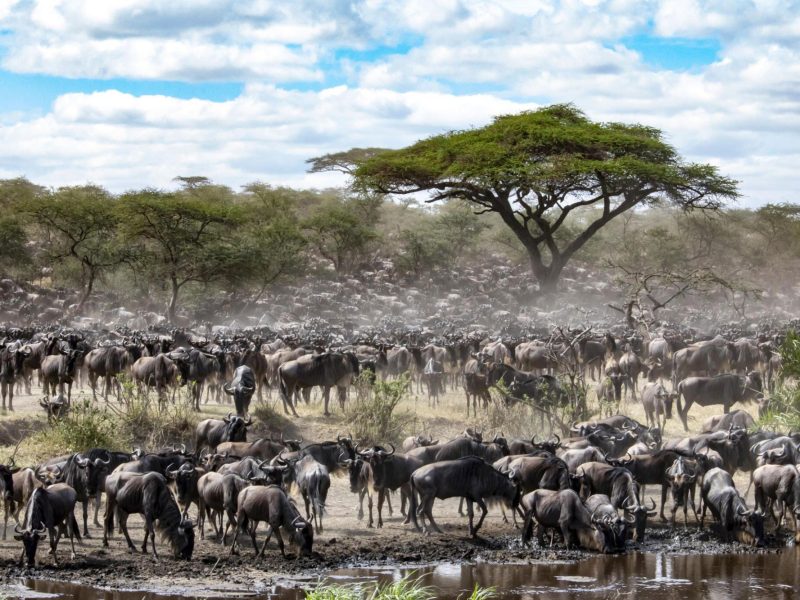 Serengeti-National-Park-5