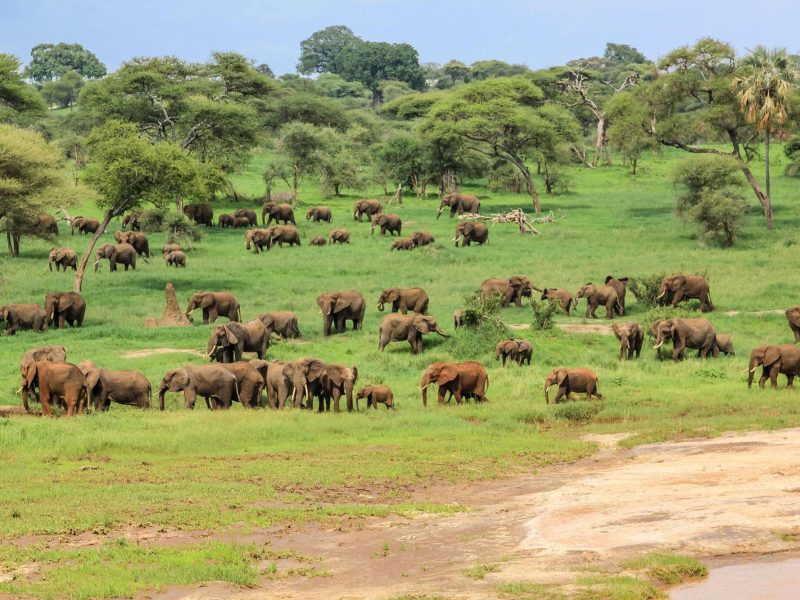 Tanzania Safari