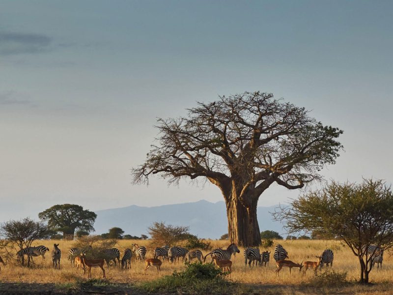 Tarangire-National-Park-on-Tanzania-safari-4