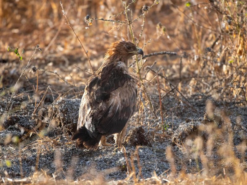 Tarangire-National-Park-on-Tanzania-safari-5