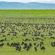 Ngorongoro Crater & Serengeti National Park Camping Tour